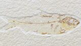 Multiple Knightia Fossil Fish Plate - x #42442-2